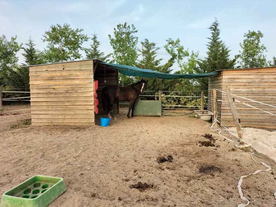 Caballo en un cercado con refugios de madera
